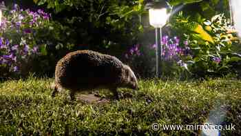 Never leave these foods out for hedgehogs in your garden