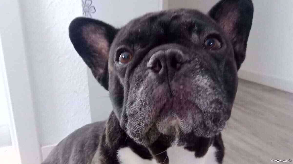 „Allein im Haus zurückgelassen“ – Frenchie Sammy braucht ganz dringend Hilfe