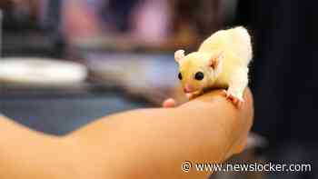 Japanner opgepakt voor doden tientallen hamsters in liefdeshotels
