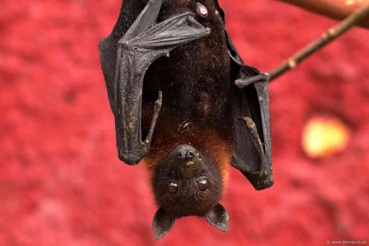 Bats Don't Fight Viruses, They Live With Them: Scientists Say Their Secret Could Help Humans Beat Cancer