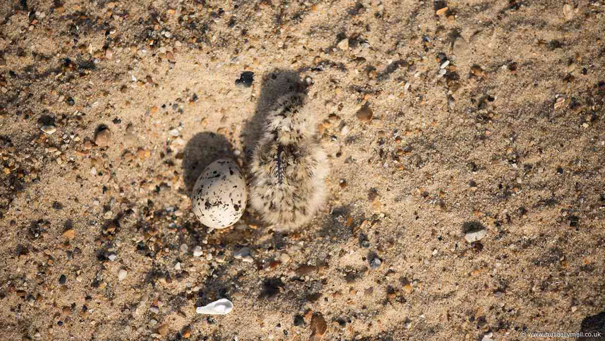 Record breaking year for one of UK's rarest seabirds in East Yorkshire conservation triumph