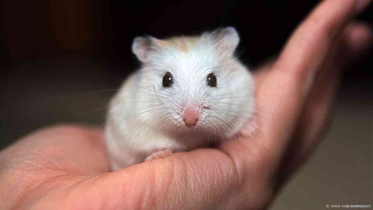 Japanner voor tweede keer opgepakt voor doden tientallen hamsters in hotel