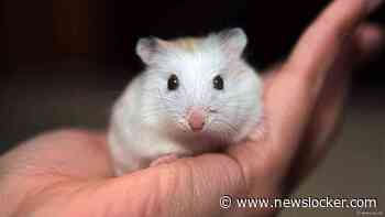 Japanner voor tweede keer opgepakt voor doden tientallen hamsters in hotel
