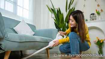 Homes will be free of spiders if people do easy 20 minute chore this month
