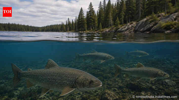 Scientists acidified an Ontario lake for 17 years; decades later, trout remain below half their former level