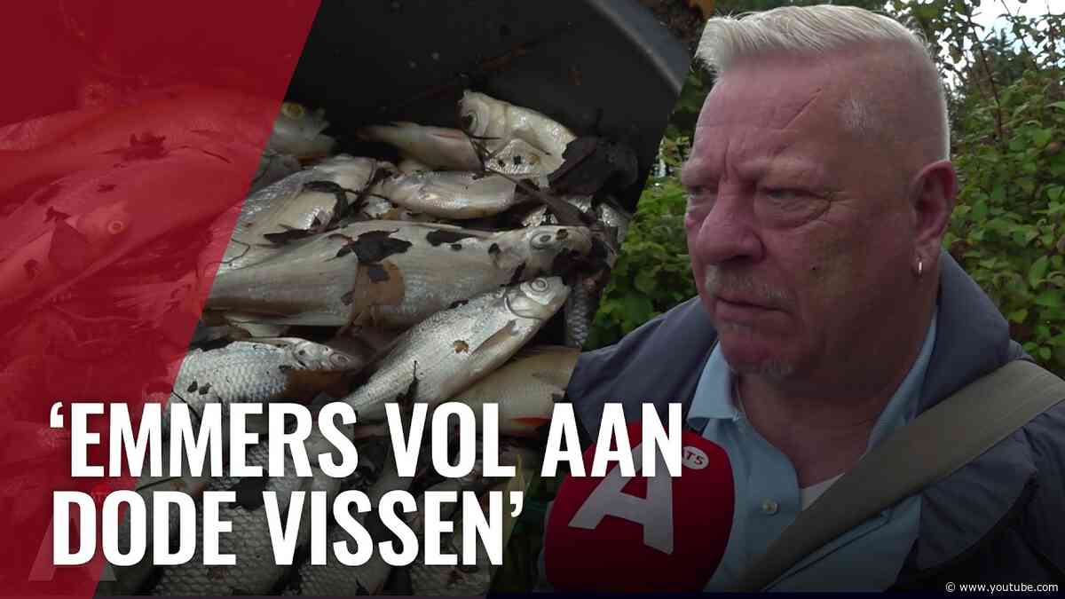 Dode vissen door geknapte rioolbuis