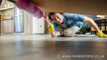 Keep spiders out of your home with easy household task