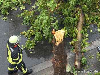 Unfall mit Radfahrerin nach Baumsturz in Bonn-Beuel