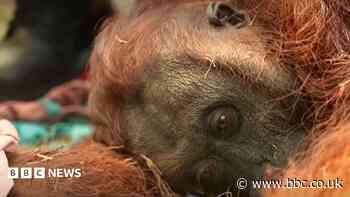 Orangutans in danger as wildfires blaze through Borneo