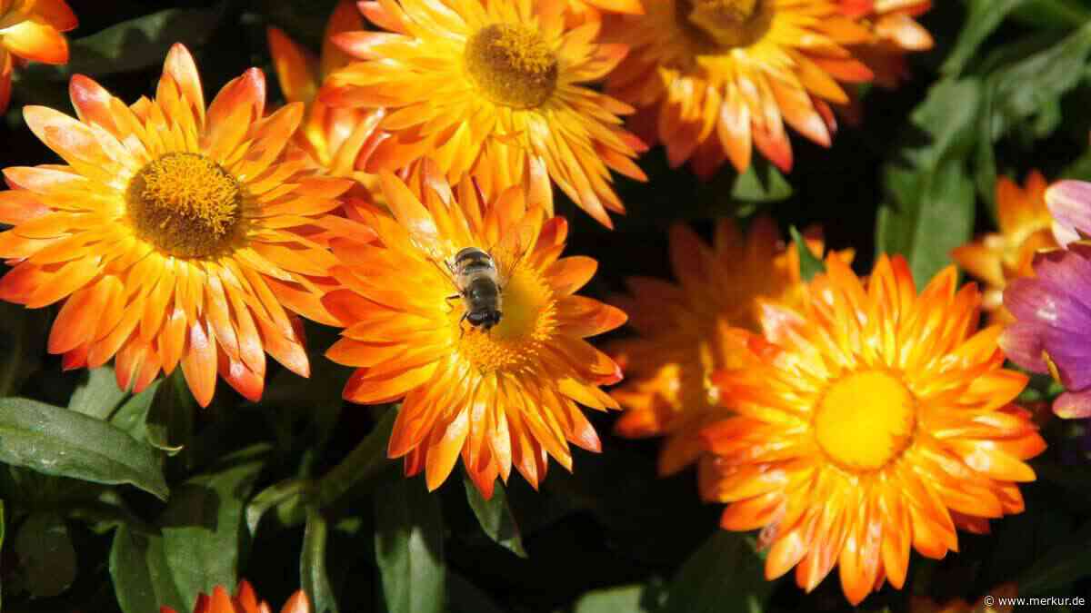 Kaum gießen, trotzdem Blütenmeer bis Herbst: elf Pflanzen, die Trockenheit lieben