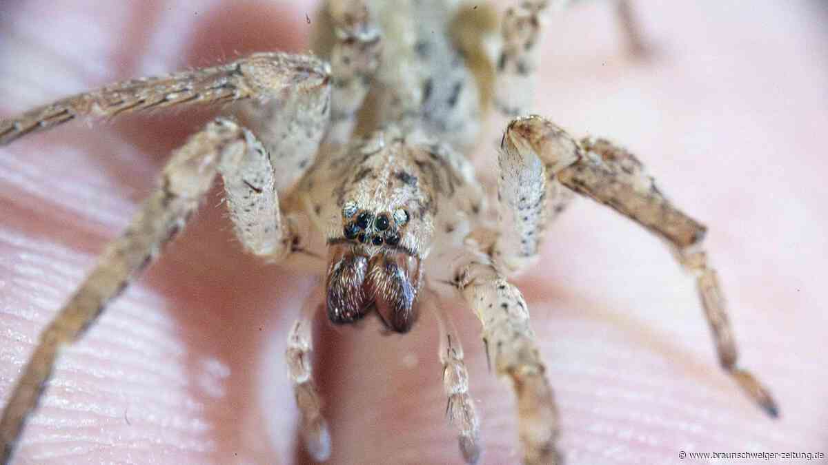 Angst vor der Nosferatu-Spinne? So halten Sie sie aus ihrem Haus fern