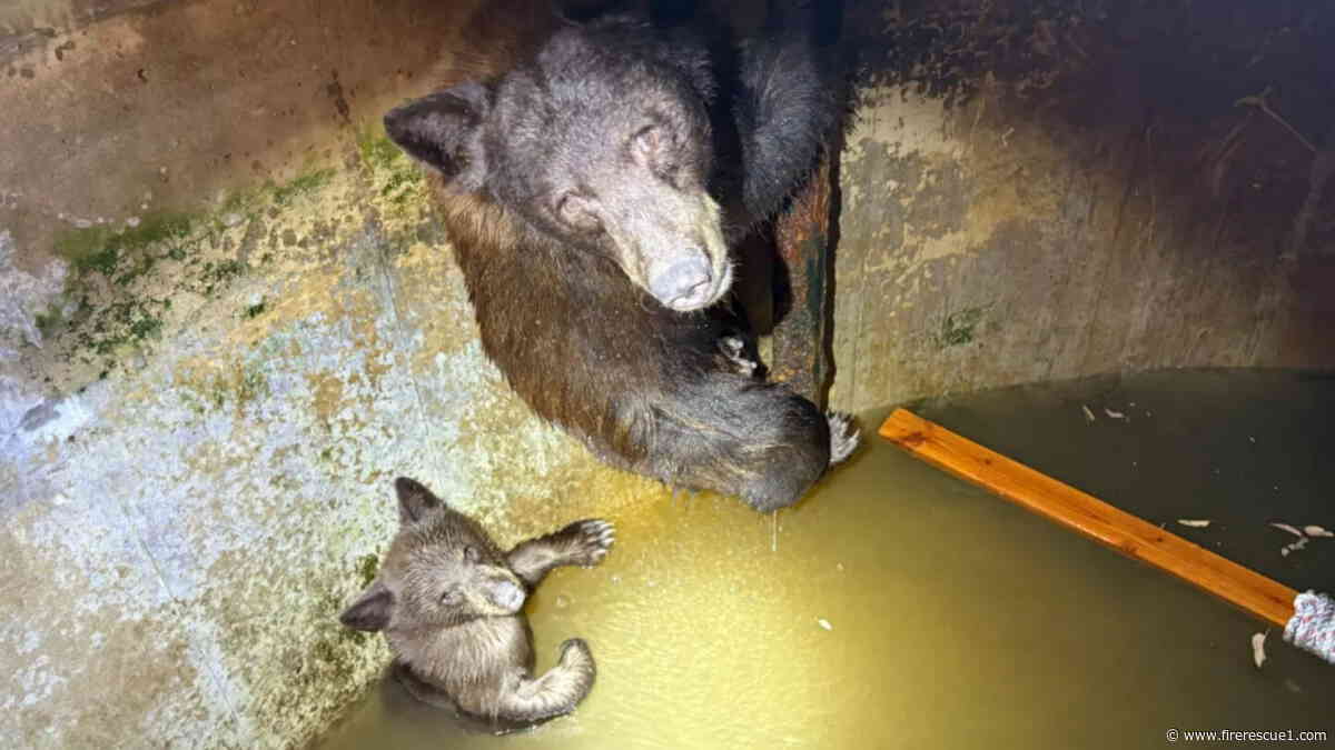 Calif. firefighters, wildlife wardens cut into cistern to rescue bear, 2 cubs