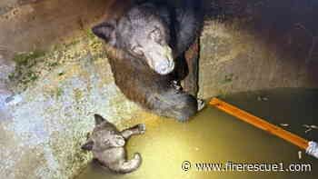 Calif. firefighters, wildlife wardens cut into cistern to rescue bear, 2 cubs