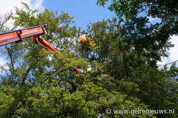 Parachutist belandt tijdens eerste sprong in boom