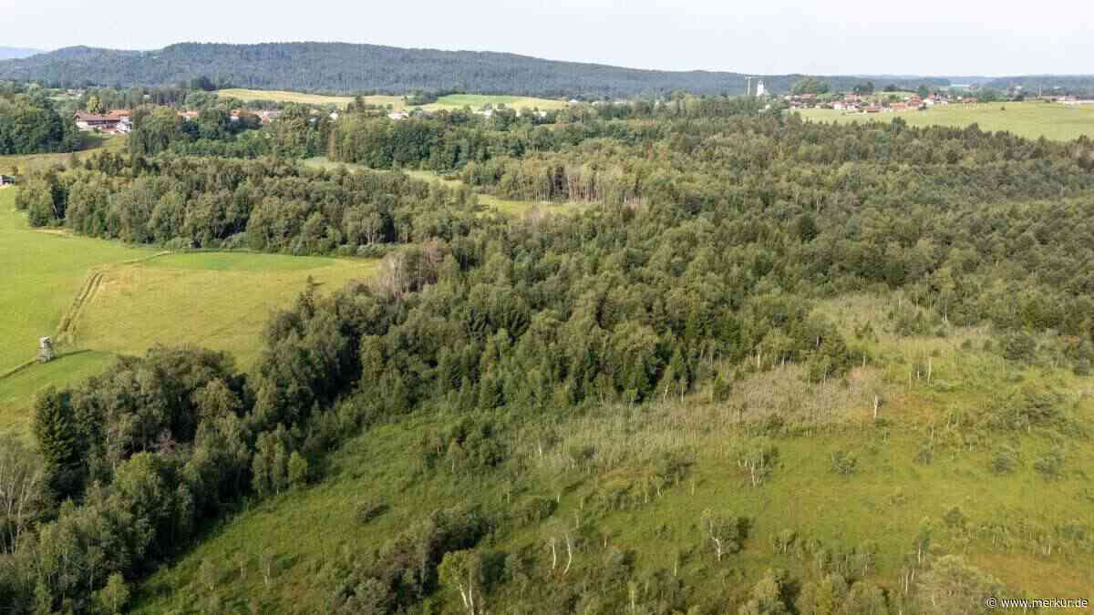 Birken im Wattersdorfer Moor sind echte Hungerkünstler