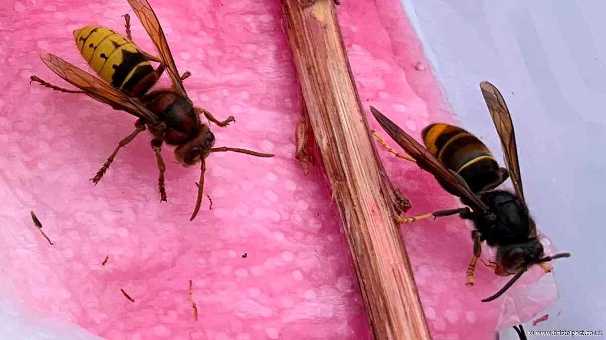 Bristolians warned to look out for hornet invaders