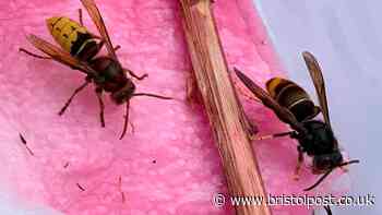 Bristolians warned to look out for hornet invaders