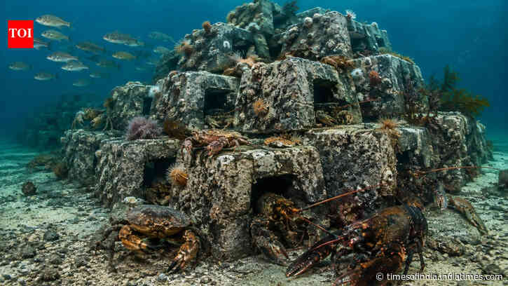 UK researchers made a reef from 50 tonnes of coal waste; marine life arrived within 3 weeks