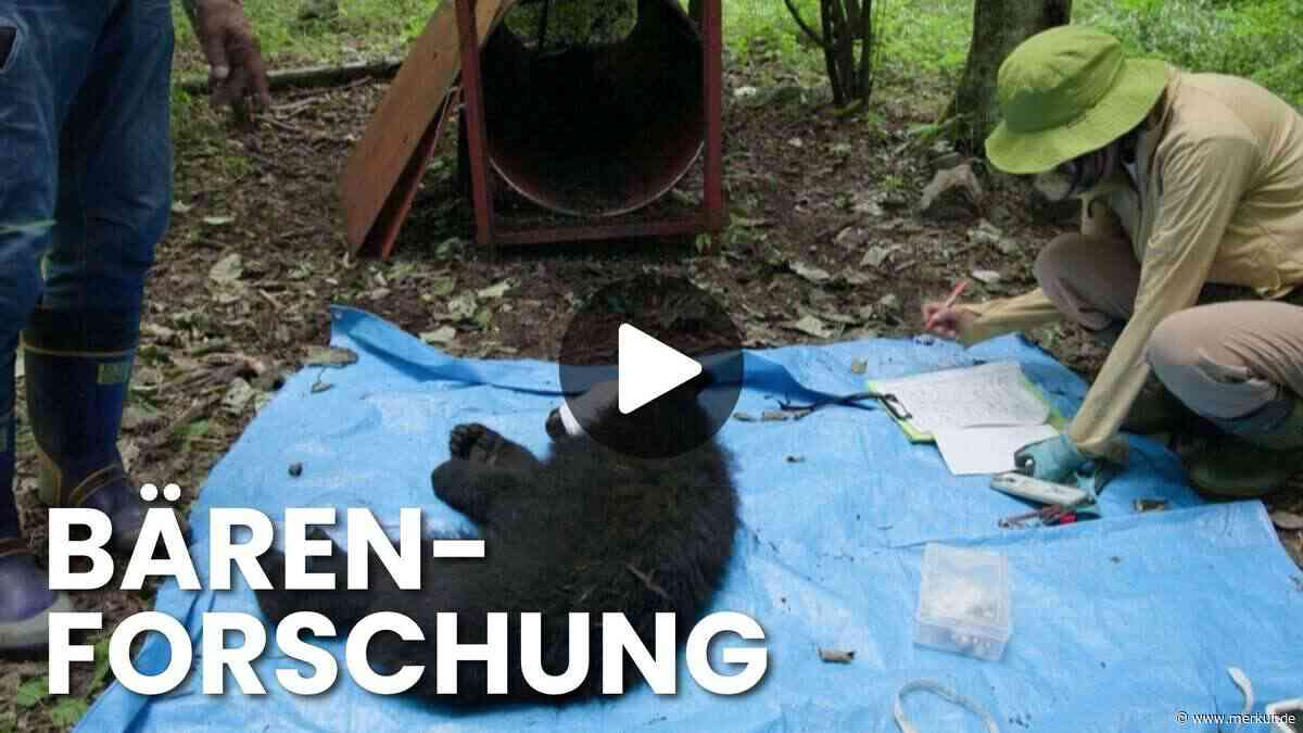 Nach Bärenangriffen auf Menschen: Japanische Stadt Nagano will die Wildtiere schützen