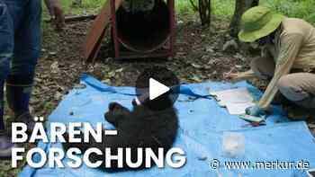 Nach Bärenangriffen auf Menschen: Japanische Stadt Nagano will die Wildtiere schützen