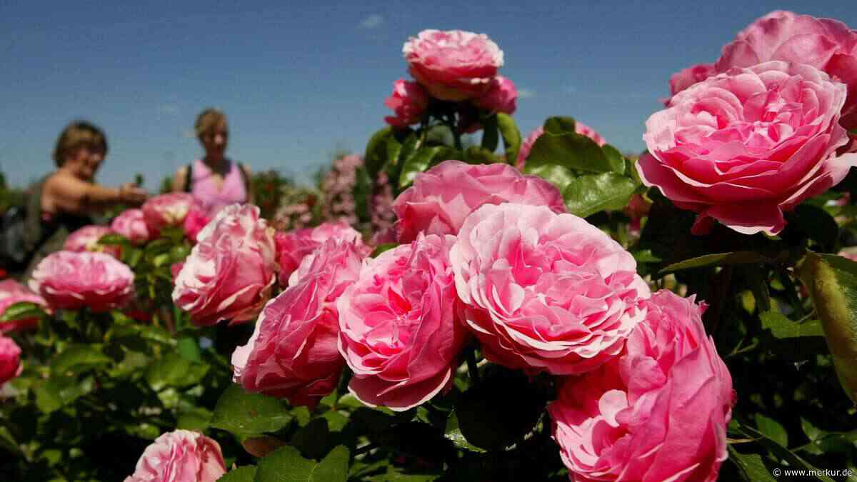 Einmal pflanzen, dauerhaft genießen: Die Pfingstrose begeistert Jahr für Jahr