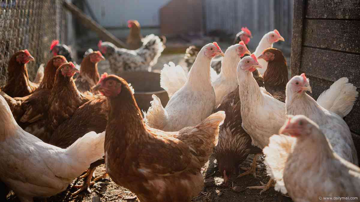Warning over 'risky' chicken imported from Brazil - fears over salmonella, hormones and antibiotics... as food poisoning outbreak grows