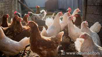 Warning over 'risky' chicken imported from Brazil - fears over salmonella, hormones and antibiotics... as food poisoning outbreak grows