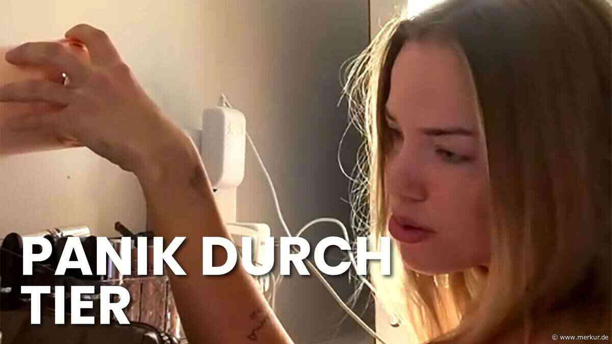 Spinnen-Alarm bei Laura Maria Rypa: Pietro Lombardi muss per Videocall helfen