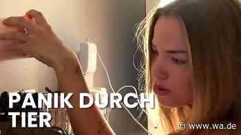 Spinnen-Alarm bei Laura Maria Rypa: Pietro Lombardi muss per Videocall helfen