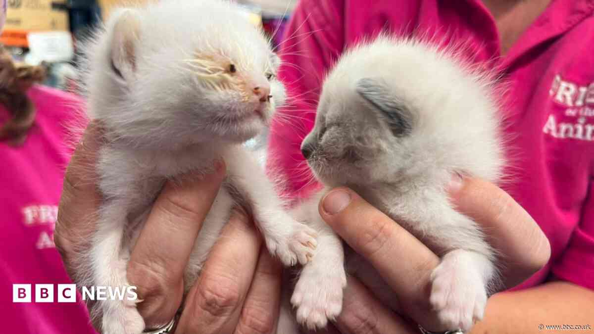 Kitten dies after being abandoned in a box