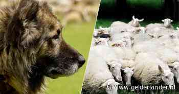 Rhedense schaapskudde heeft nu speciale honden die schapen op en rond de Posbank beschermen tegen wolf