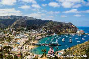 Newsom urged to intervene as controversial Catalina Island deer slaughter gets green light
