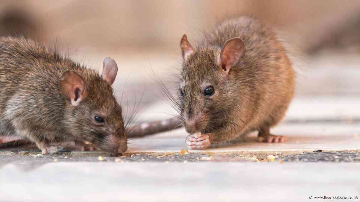 Households urged to add 1 natural item to homes and gardens to keep rats and mice away