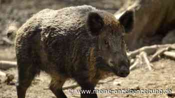 Wildschweine, Wölfe und Bären: In Urlaubsregion dringen immer mehr wilde Tiere in Wohngebiete ein