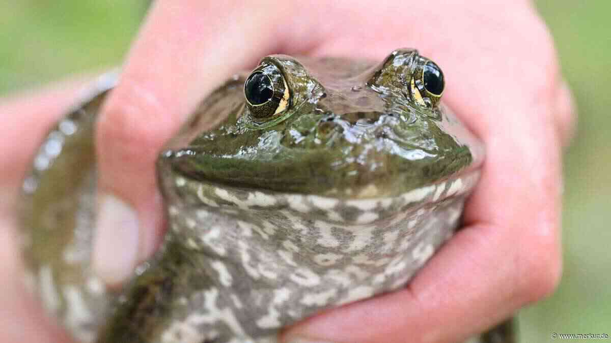 Riesenfrosch auf dem Vormarsch: Behörden warnen vor gefräßigem Einwanderer