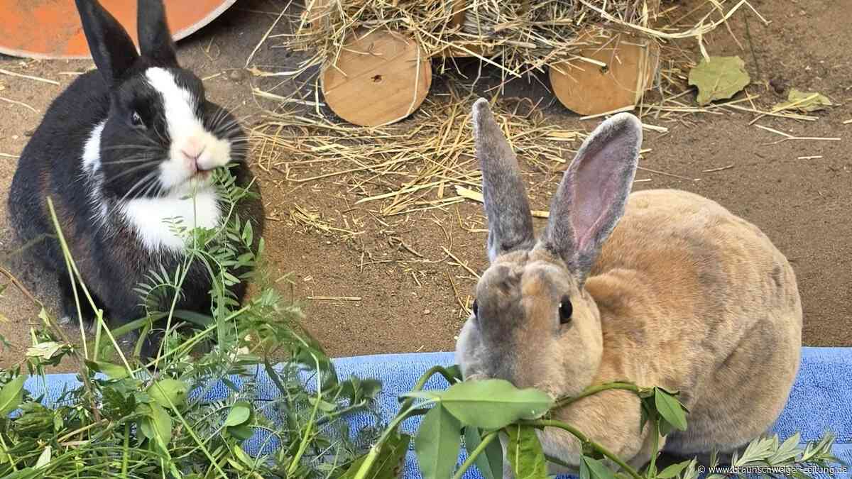 Die süßen Wolfsburger Kaninchen Nala und Turbo sind ein eingespieltes Paar