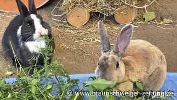 Die süßen Wolfsburger Kaninchen Nala und Turbo sind ein eingespieltes Paar