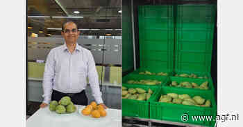 Stoomtechnologie opent verre bestemmingen voor Indiase mango-exporteurs