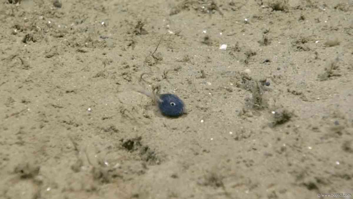 NOAA scientists spot ‘outrageously tiny’ fish