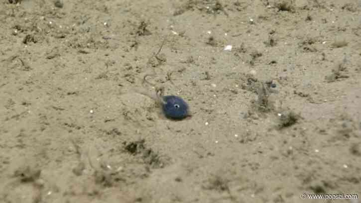 NOAA scientists spot ‘outrageously tiny’ fish