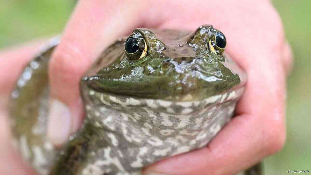 Riesenfrosch auf dem Vormarsch: Behörden warnen vor gefräßigem Einwanderer