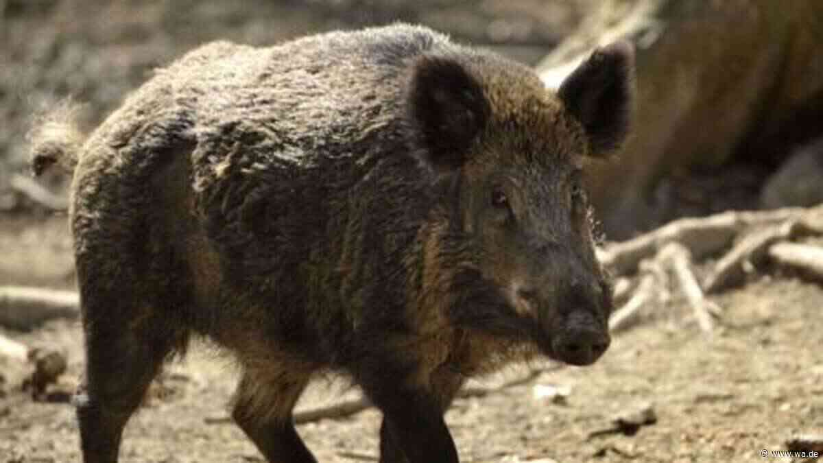 Wildschweine, Wölfe und Bären: In Urlaubsregion dringen immer mehr wilde Tiere in Wohngebiete ein