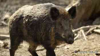 Wildschweine, Wölfe und Bären: In Urlaubsregion dringen immer mehr wilde Tiere in Wohngebiete ein