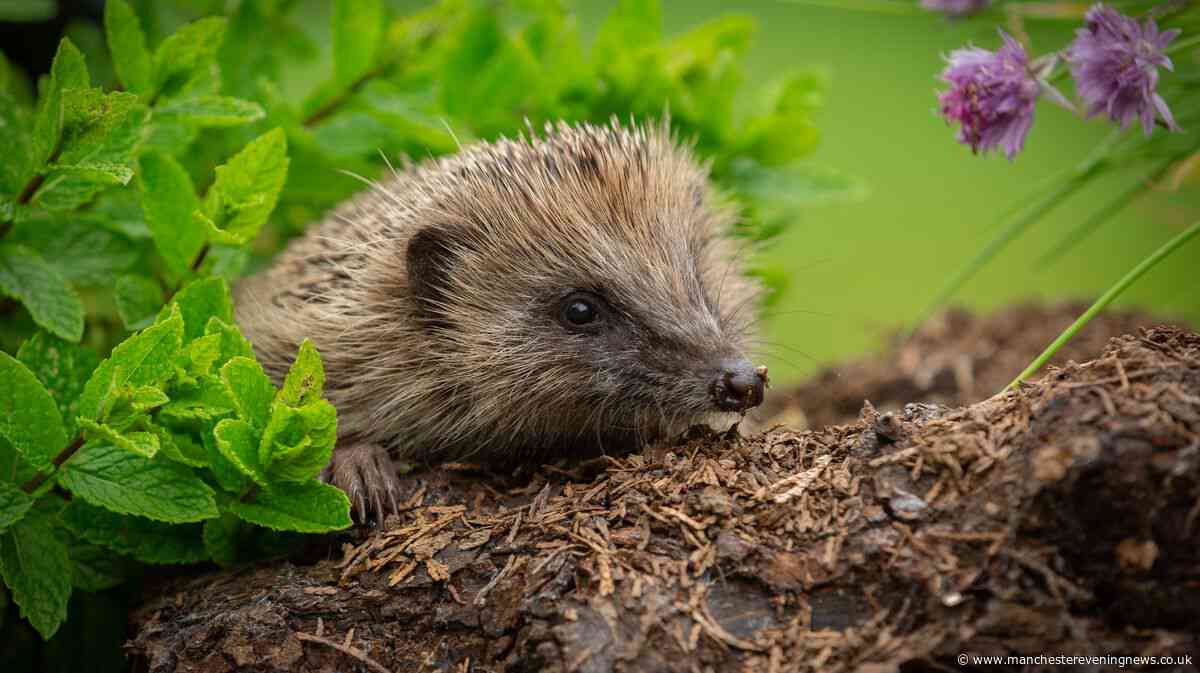 The one item you should place outdoors in September to attract hedgehogs to your garden