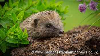The one item you should place outdoors in September to attract hedgehogs to your garden