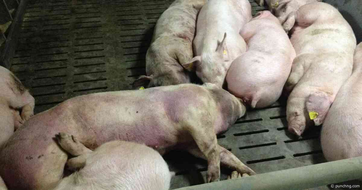 Finland steps up measures to contain African swine fever