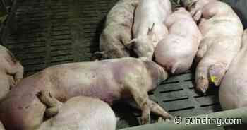 Finland steps up measures to contain African swine fever