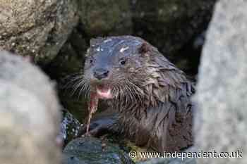 Woman needed 38 stitches after being attacked by an otter: ‘It felt like it was a human’
