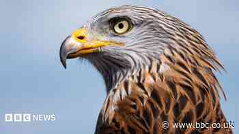 Red kite found dead in Aberdeenshire was killed in 'cruel poisoning'