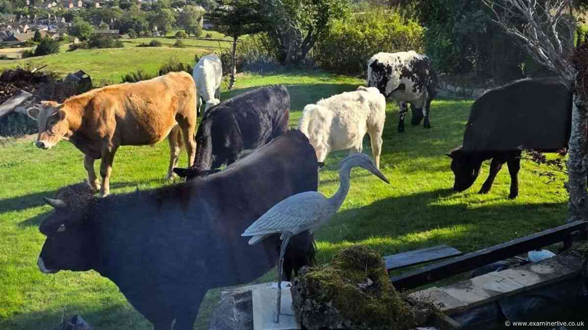 Bradford woman wakes up to 'udderly' bizarre sight as 14 cows invade her garden